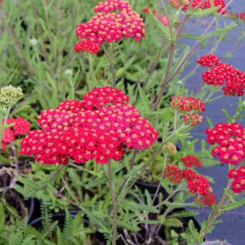 Achillea millefolium 'Paprika' ---